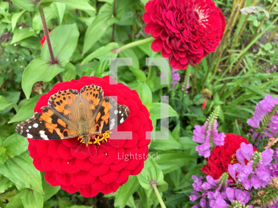 butterfly on a red flower 