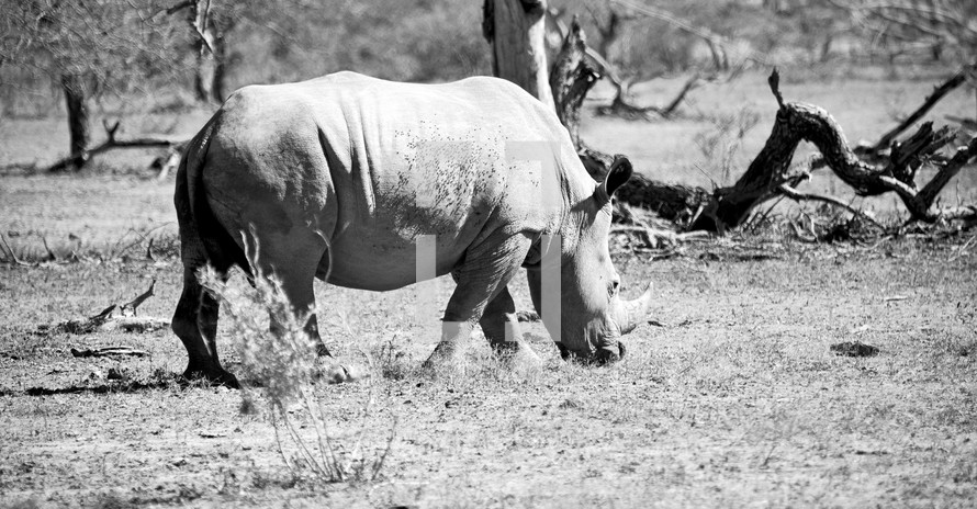 grazing rhinoceros in South Africa 