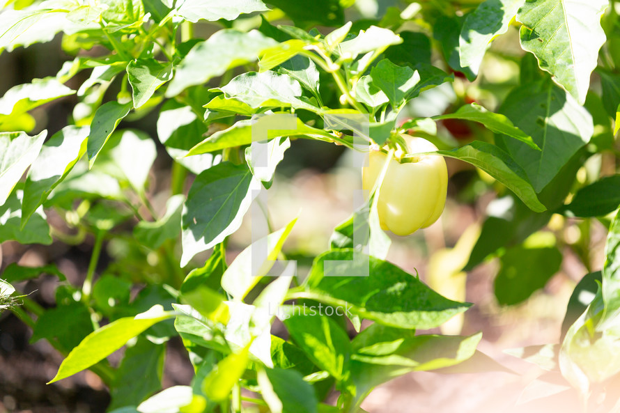 Healthy white pepper in garden