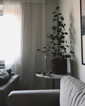 house plant in a corner of a living room 