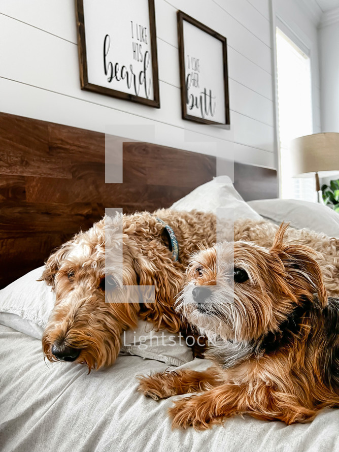 pet dogs on a bed 