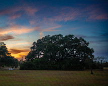 large oak tree at sunset 