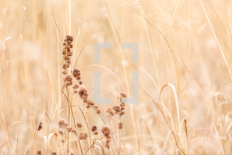 Pretty brown grass dry autumn