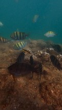 Fish underwater. Sea of Cortez. Tropical waters. 