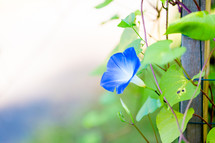 Vibrant blue morning glory with negative space