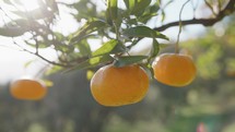 Mandarin Fruit Of Calabria In Cultivation
