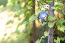 Blue morning glory growing on garden post