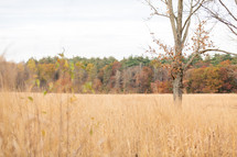 Autumn tree in grassy field