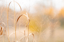 Delicate ends of brown grass