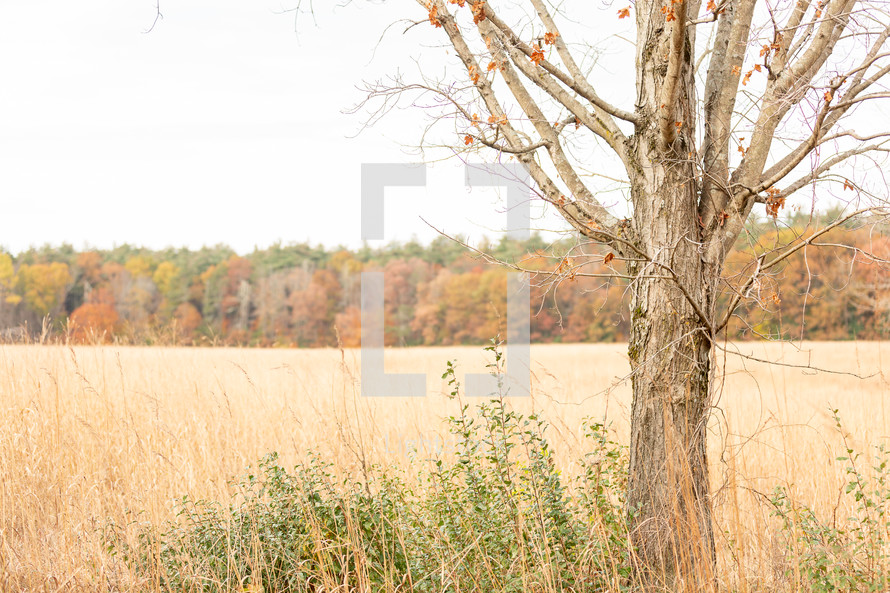 Tree in late autumn at brown meadow