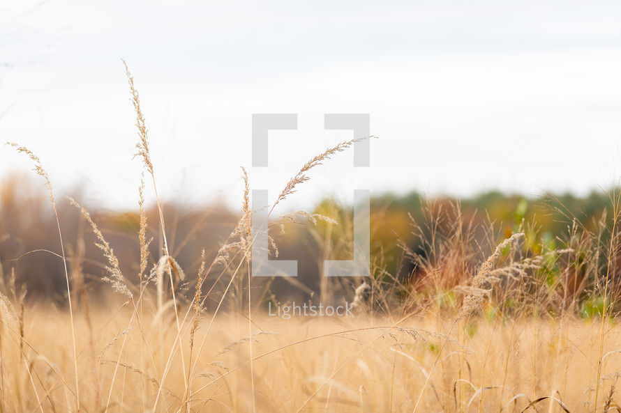 Harvest brown autumn grass at meadow's edge