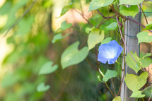 Pretty morning glory flower growing in garden