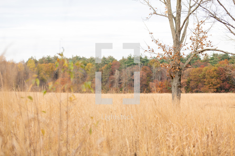 Autumn tree in grassy field