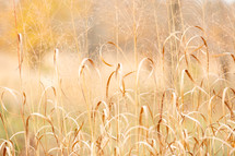 Delicate brown grass in meadow