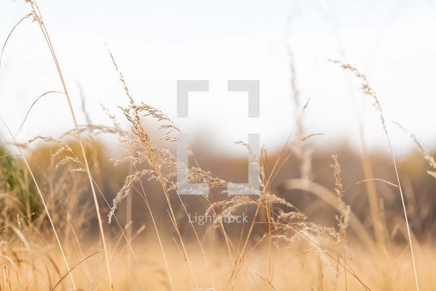 Harvest brown autumn grass with sky