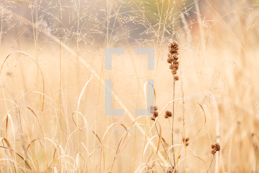 Brown grassy meadow close up