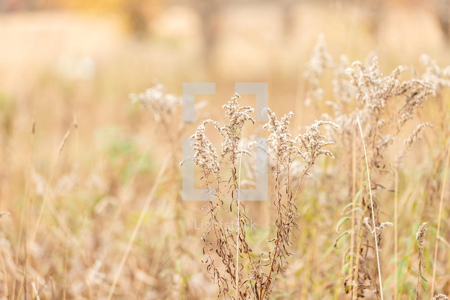 Brown grassy meadow in late autumn