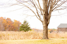 Bare tree in front of meadow in autumn