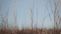 tall brown grasses in a field 