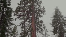 Giant Sequoia trees in National Park