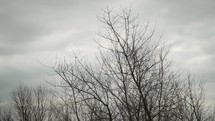 Grey rain clouds forming behind trees outside in nature.
