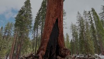 Giant Sequoias in National Park