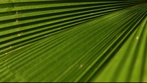 palm leaves in the breeze 