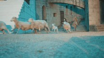 children running after sheep in biblical times 