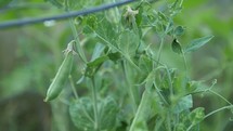 sugar snap peas in a garden 