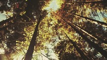 Looking up to the top of trees in a forest | Landscape | Slow Motion | Movement | Creation | Outdoors | Outside | Camp | Summer 