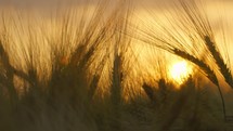 Wheat field at sunset