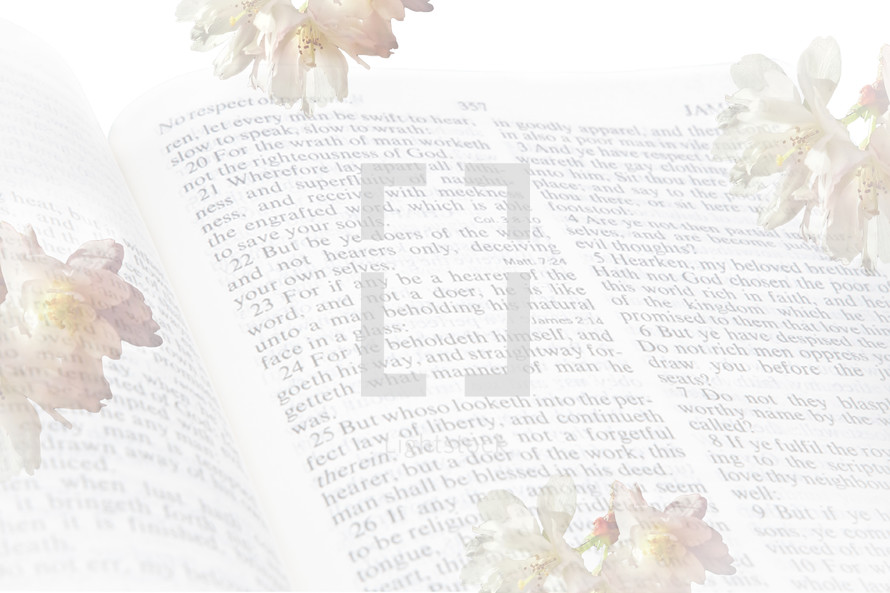 Opaque Cherry Blossom Flowers Around the Book of James Bible Verses
