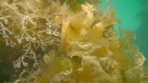 Greater Pipefish Swimming in a Harbour with Sea Squirts, County Dublin, Ireland
