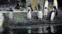 Gentoo Penguins Shaking and Flapping Their Wings Beside Water