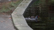 Moorhen Stepping Off Into a Lake and Going Swimming - Slow Motion
