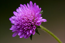 dispsacacea labiate violet flower