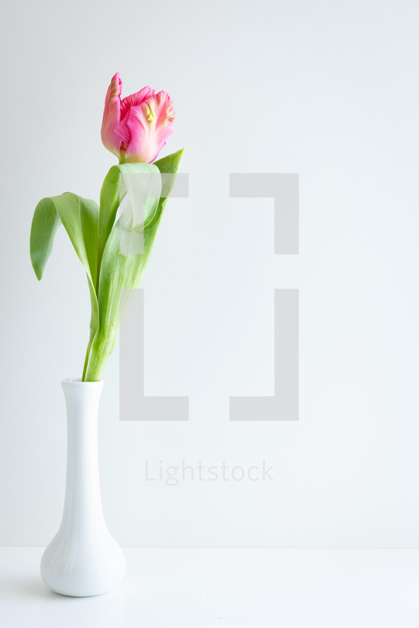 Single pink tulip in a white vase on a white background