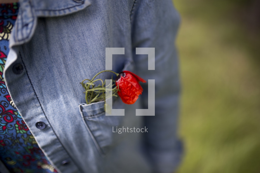 red poppy in a shirt pocket 
