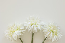 Three white flowers on a white background