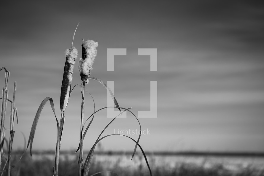 Cattail on the beach - black and white