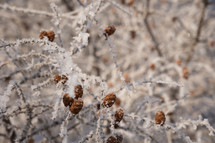 Bare, icy tree branches with pine cones