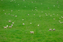 White Sheep in a Green Field Collage - Ireland