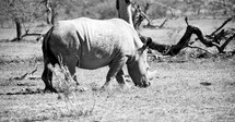 grazing rhinoceros in South Africa 