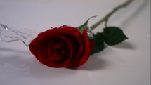 water splashing on a red rose 