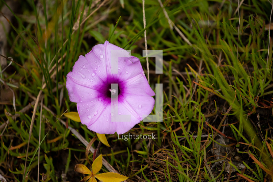 pink flower in grass 