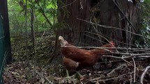 Hen Coming Close in Dry Autumnal Leaves, County Wicklow, Ireland