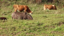 Donkey and cows grazing in a grass field.