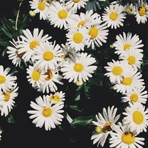 Yellow and white flowers.