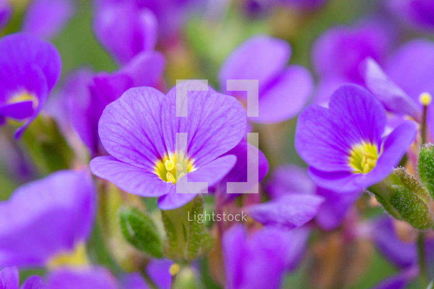 purple lungwort flowers 