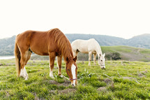 brown & white horses eating on a green grass covered meadow hillside